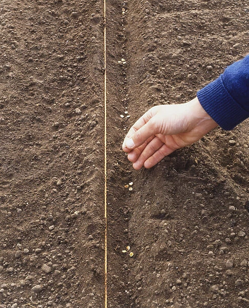Planting parsnip seeds in soil