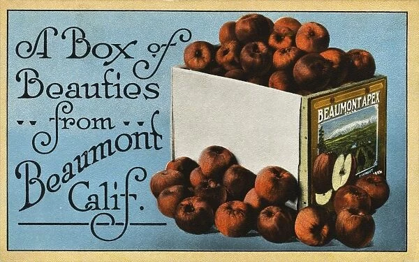 Postcard of Advertisement for Apples. ca. 1915, A Box of Beauties from Beaumont, Calif