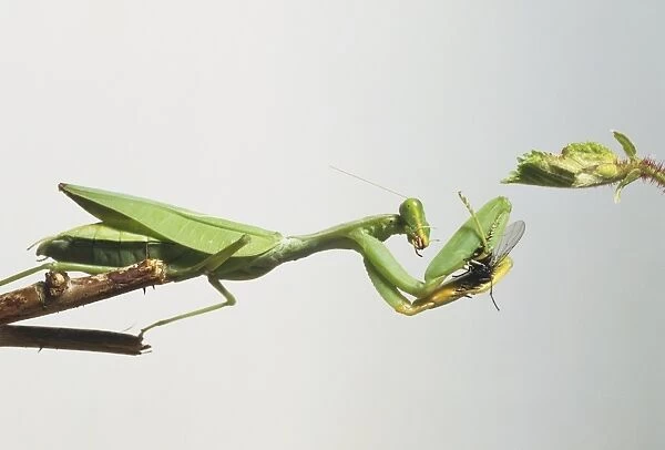 Praying mantis catching its prey