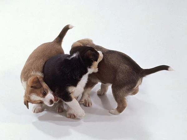 Three puppies play-fighting