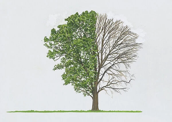 Quercus marilandica (Black jack oak)