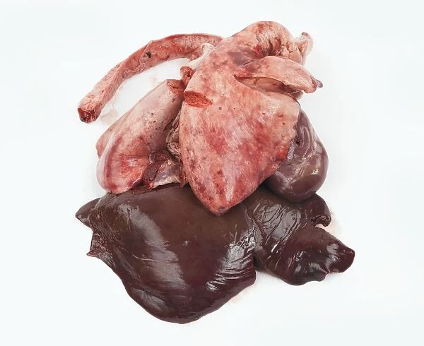 Raw lambs lungs on top of liver