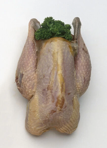 Whole raw pheasant stuffed with parsley