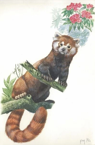 Red panda Ailurus fulgens on branch, illustration