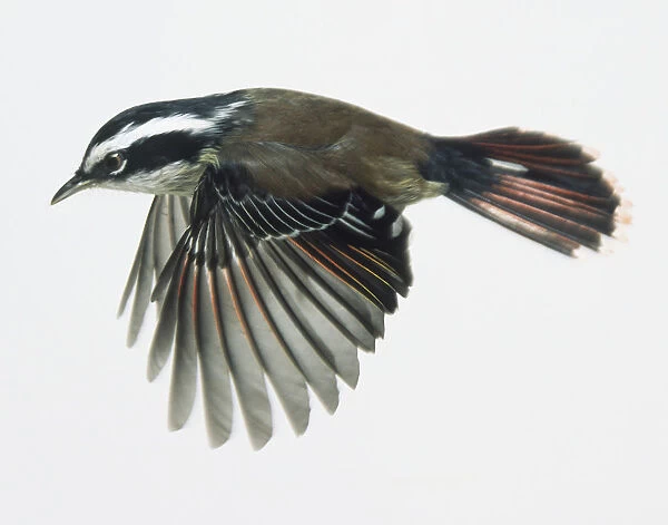 Red-tailed Minla (Minla ignotincta ) in flight with its wings fanned out, side view
