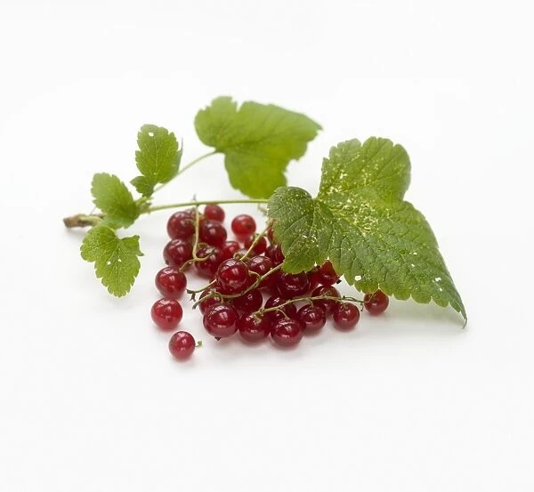 Redcurrants and leaves, close-up