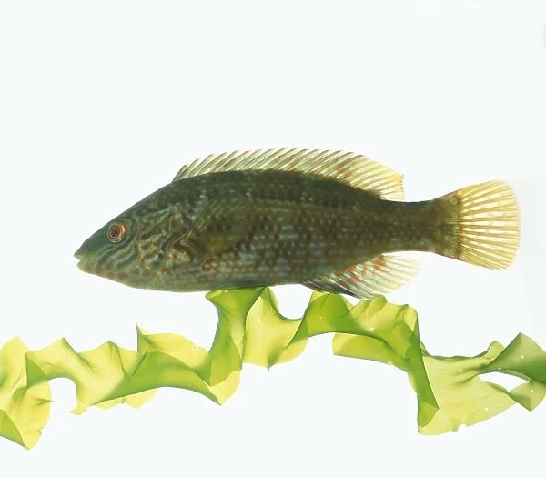 Rock cook (Centrolabrus exoletus), a type of wrasse, swimming above water plant