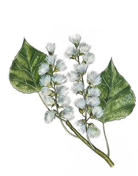Salicaceae - Plumed seeds of Black poplar Populus nigra, illustration