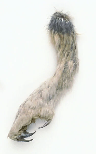 Saw-whet owl foot