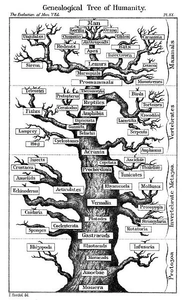 Scheme of evolution displayed in form of tree