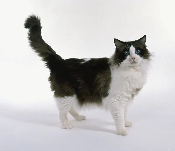 A Seal Bi-Colour Ragdoll cat, standing, looking at camera