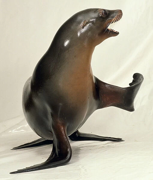 Sealion with front flipper raised
