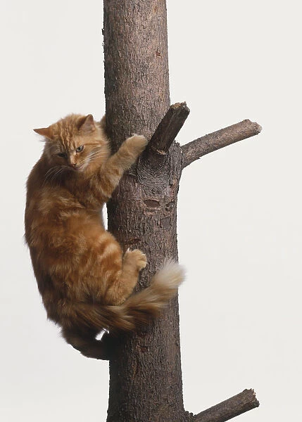 Semi-longhair ginger tabby cat (Felis silvestris catus), clinging to tree trunk, looking down
