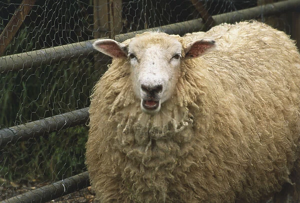 Sheep with long fleece by farm fence, front view