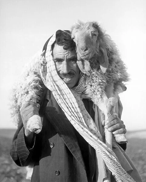 Shepherd with injured sheep, Jordan