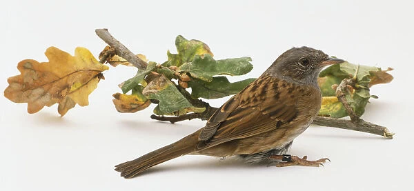 Sparrow next to a twig with acorn leaves attached