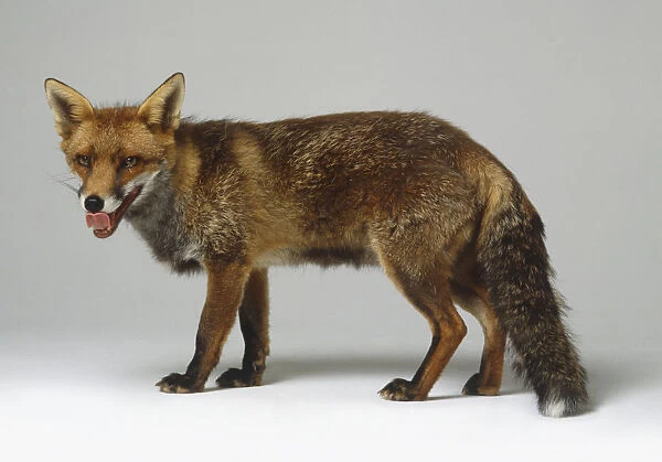 Standing Red Fox (Vulpes vulpes), side view