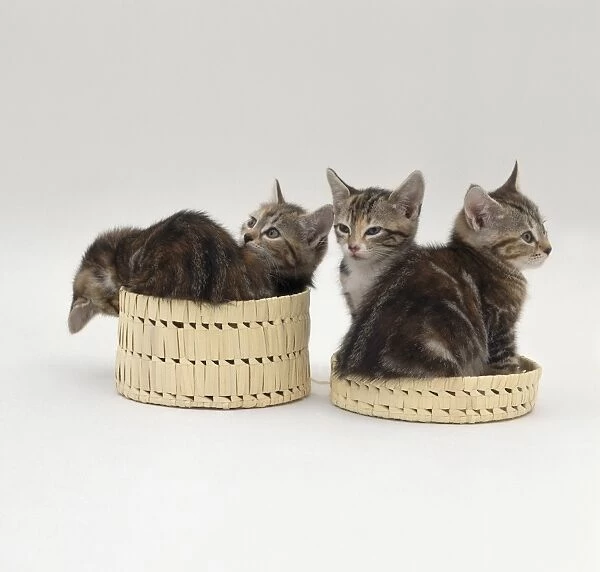 Four tabby kittens and woven basket and lid