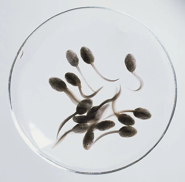 Tadpoles in a bowl, view from above