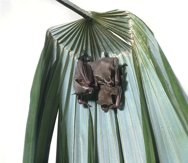 Tent-making bat (Uroderma bilobatum), three bats hanging from a leaf