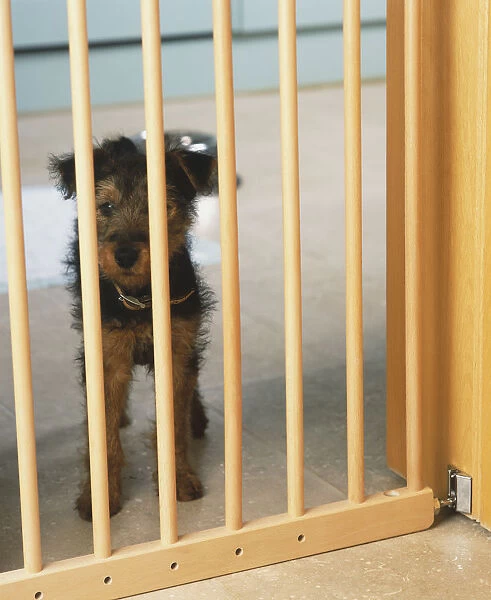 Terrier Puppy (Canis familiaris) standing behind wooden bars, front view