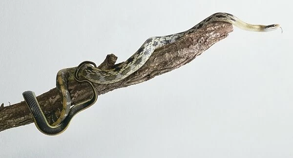Trinket snake (Elaphe helena helena) on branch, close-up