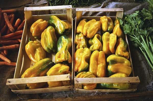 UNUSED 156 - Italy, Florence and Tuscany, two crates of yellow sweet peppers, view from above