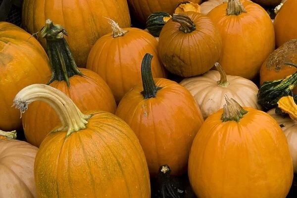 USA, New England, Pumpkin crop