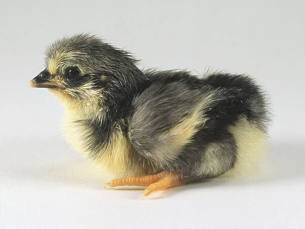 Side on view of a araucana chick