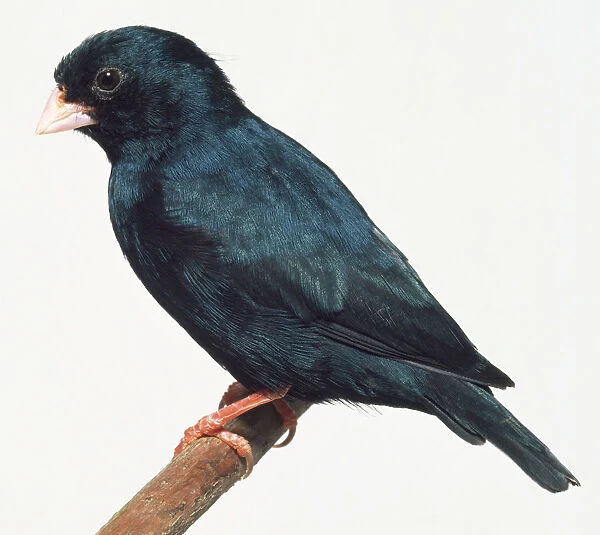 Side view of a Variable Indigobird, perching on a narrow branch, with head in profile