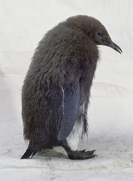 Side on view of a young brown penguin with a new coat looking down