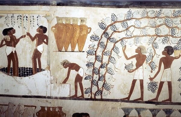 Wall painting from the tomb of the scribe Menna, Thebes, 18th dynasty. Scene of the Vendage