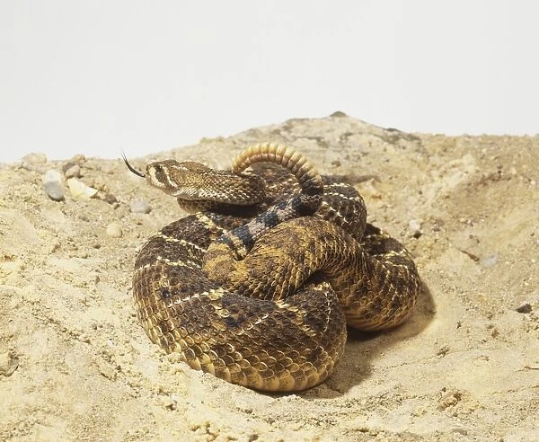 Western Diamondback Rattlesnake, Crotalus atrox, coiled up brown  /  yellow rattle snake