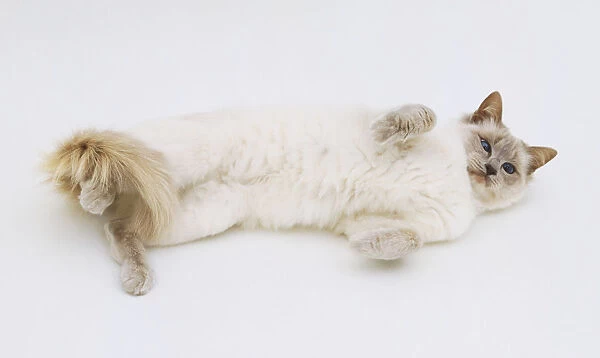 White Balinese Cat (Felis catus) rolling on its back, view from above