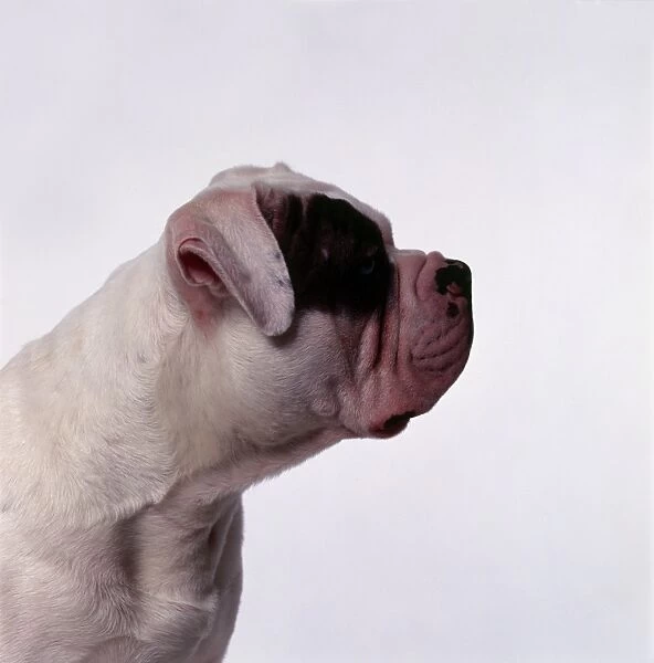 White and brown American Alapaha Blue Blood Bulldog, with head in profile