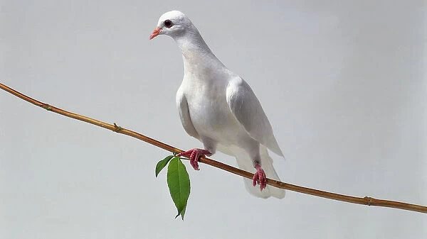 White dove perched on a branch