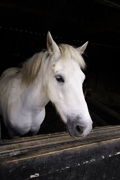 White horse in stable, looking out over door