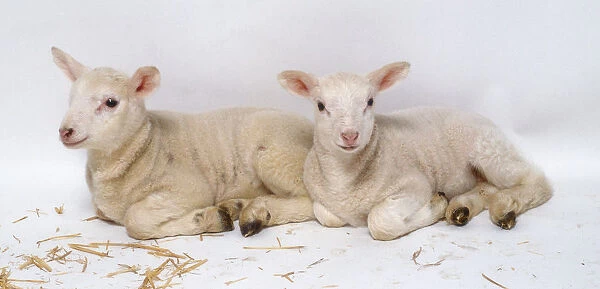Two white lambs lying down