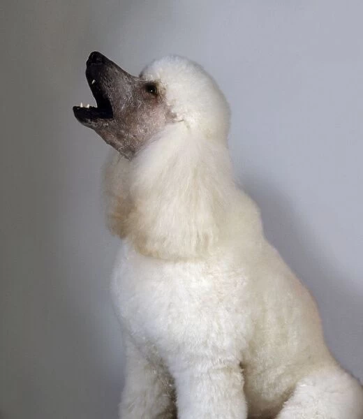White poodle howling, side view