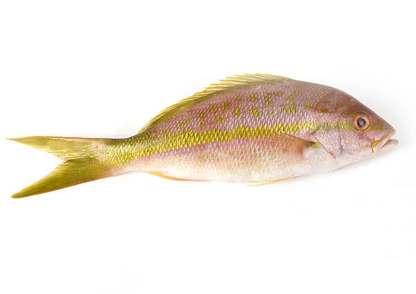 Yellow tail snapper, close-up