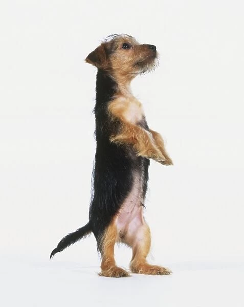 Yorkshire Terrier (Canis familiaris), standing on its hind legs, front and side view