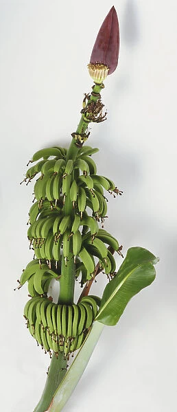 A young bunch of bananas