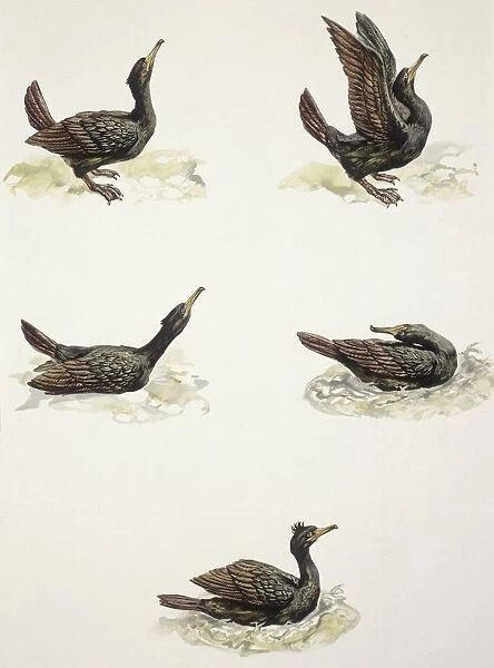 Zoology: Birds, Common Shag (Phalacrocorax aristotelis), illustration