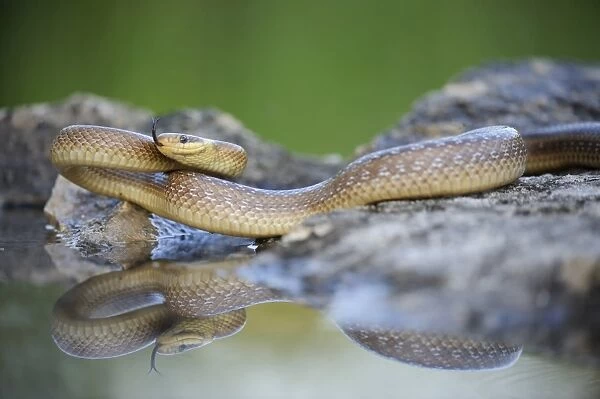 Aesculapian Snake -Zamenis longissimus- at waters edge, darting its tongue, reflection, Pleven region, Bulgaria