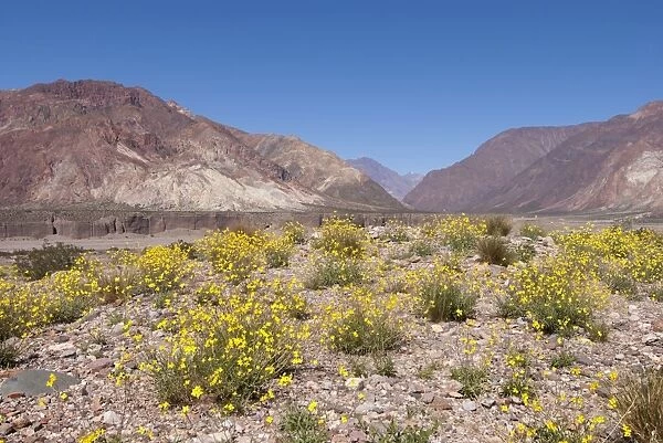 The Andes against a perfect blue sky, with yellow wildflowers in the foreground