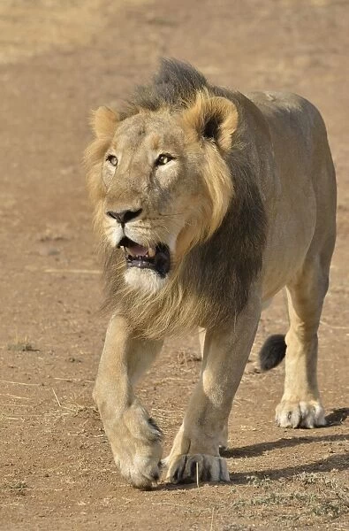 Asiatic Lion -Panthera leo persica-, male, Gir Interpretation Zone, Gir Forest National Park, Gir Sanctuary, Gujarat, India