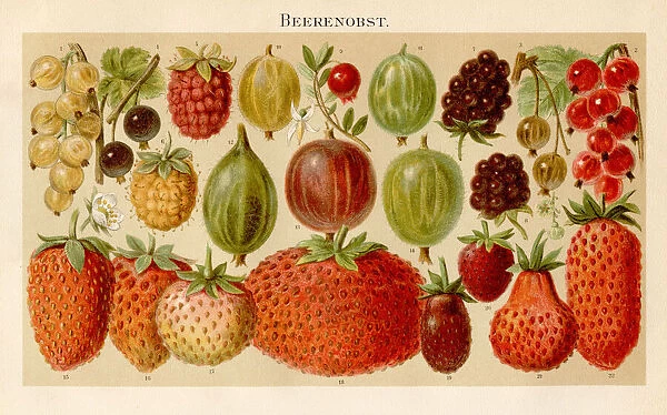 Berries Lithograph 1895