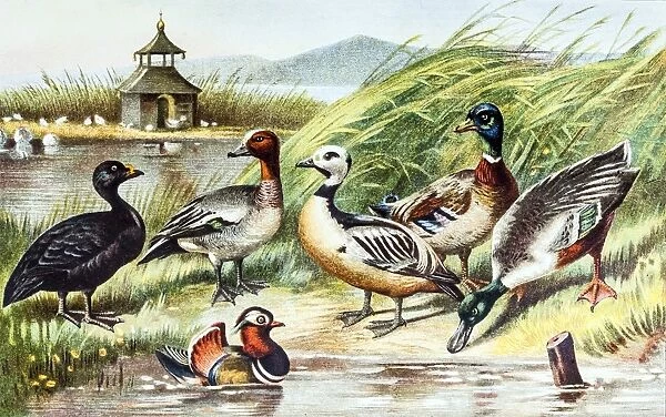 Birds - Ducks