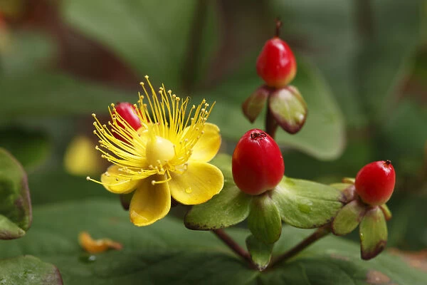 Blossom and berries of Hypericum or St. Johns Wort (Hypericum inodorum, Magical Passion ), shrub, garden plant