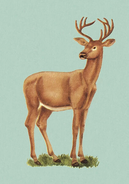 Deer Standing